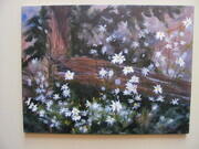 Daisies in the woods...