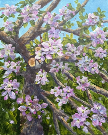 Apple Blossoms At Their Peak!