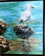 Toronto Island Seagull